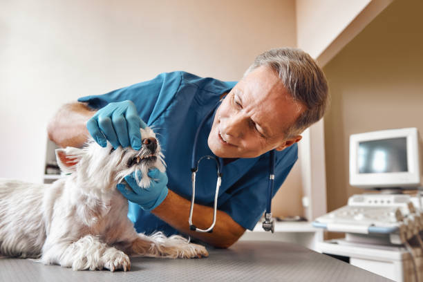 Best Emergency Treatment for Dental Infections or Abscesses in Rutgers University Busch Campus, NJ